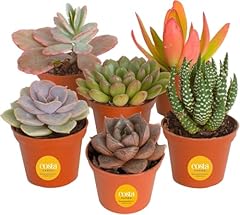 Costa farms succulents for sale  Delivered anywhere in USA 
