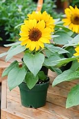 Sunflower plants full for sale  Delivered anywhere in UK