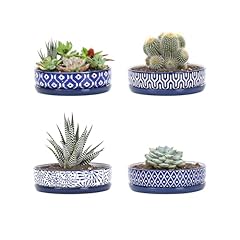 Selamica ceramic succulent for sale  Delivered anywhere in USA 