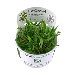 Cryptocoryne wendtii green d'occasion  Livré partout en France