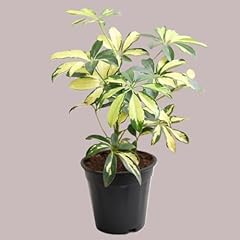 Schefflera variegated umbrella for sale  Delivered anywhere in UK