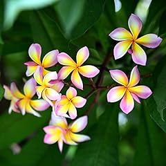 Semi frangipani multicolore usato  Spedito ovunque in Italia 