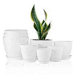 Foragift pack plant for sale  Delivered anywhere in UK