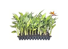 Orange bird paradise for sale  Delivered anywhere in USA 