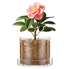 Sunnychicc clear plant for sale  Delivered anywhere in USA 