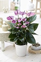 Anthurium violet plante d'occasion  Livré partout en France