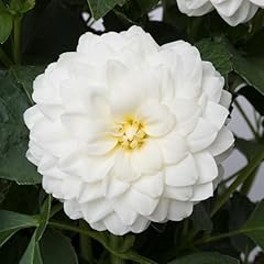 Dahlia dalina maxi for sale  Delivered anywhere in UK
