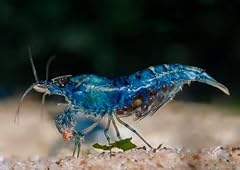 Seam oasis blue for sale  Delivered anywhere in USA 
