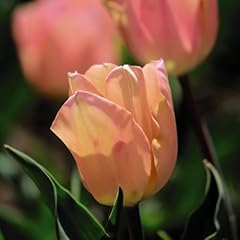 Tulip apricot beauty for sale  Delivered anywhere in UK
