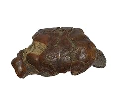 Galena spinosa crab for sale  Delivered anywhere in UK