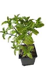 Mojito mint plant for sale  Delivered anywhere in USA 