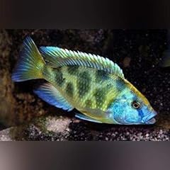 Venustus cichlid live for sale  Delivered anywhere in USA 