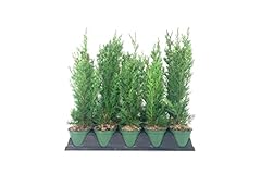 Italian cypress tree for sale  Delivered anywhere in USA 