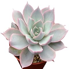 Echeveria subsessilis succulen for sale  Delivered anywhere in USA 