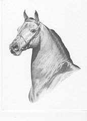 Morgan stallion horse for sale  Delivered anywhere in USA 