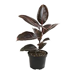 Ficus ruby variegated for sale  Delivered anywhere in USA 