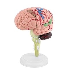 1pc brain model for sale  Delivered anywhere in Ireland