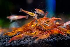 Forest aquatics red for sale  Delivered anywhere in UK