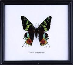 Madagascar sunset moth for sale  Delivered anywhere in UK