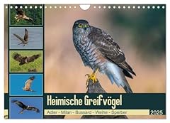 Heimische greifvögel adler gebraucht kaufen  Wird an jeden Ort in Deutschland