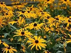 Rudbeckia fulgida sullivantii for sale  Delivered anywhere in UK