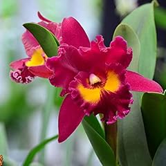 Saterkali semi cattleya usato  Spedito ovunque in Italia 
