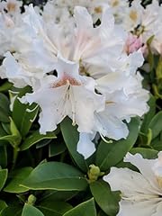 Live plant green for sale  Delivered anywhere in USA 