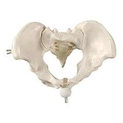 Removable lumbar vertebrae for sale  Delivered anywhere in UK