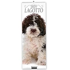 Lagotto. calendario 2025. usato  Spedito ovunque in Italia 