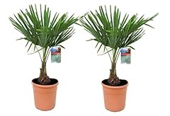 Plant box trachycarpus d'occasion  Livré partout en Belgiqu