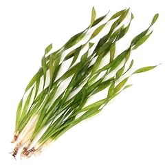 K2aqua vallisneria asiatica for sale  Delivered anywhere in UK