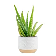 Costa farms aloe for sale  Delivered anywhere in USA 