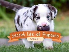 Secret life puppies for sale  Delivered anywhere in UK