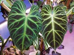 Jungle philodendron seeds for sale  Delivered anywhere in USA 