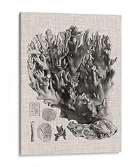 Canvas lab coral for sale  Delivered anywhere in USA 
