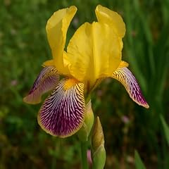 Striking yellow purple for sale  Delivered anywhere in USA 
