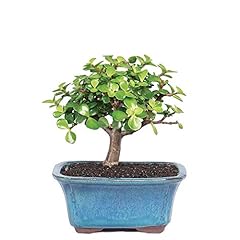 Brussel bonsai live for sale  Delivered anywhere in USA 