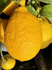 Ponderosa lemon tree for sale  Delivered anywhere in USA 