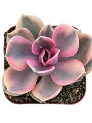 Succulents plants live for sale  Delivered anywhere in USA 