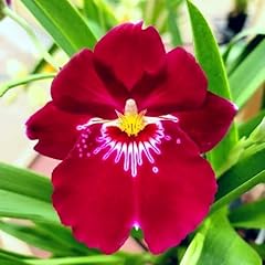 Orchid miltoniopsis bert for sale  Delivered anywhere in USA 