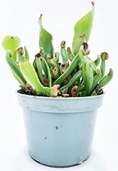 Powers flowers heliamphora usato  Spedito ovunque in Italia 