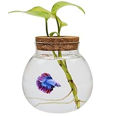 Small betta fish for sale  Delivered anywhere in USA 