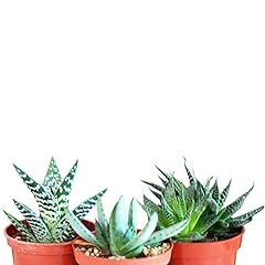 Different aloe plants for sale  Delivered anywhere in USA 