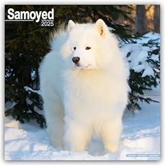 Samoyed 2025 square for sale  Delivered anywhere in UK