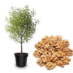 White walnut tree for sale  Delivered anywhere in USA 
