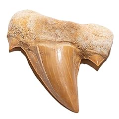Kalifano authentic fossilized for sale  Delivered anywhere in USA 