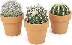 Cactus plants live for sale  Delivered anywhere in USA 