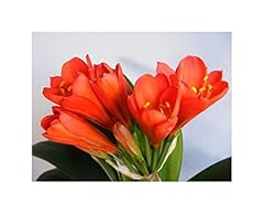 Pcs clivia toy d'occasion  Livré partout en France