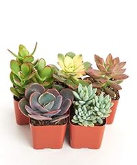 Shop succulents unique for sale  Delivered anywhere in USA 