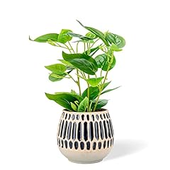 Chonsun ceramic planter for sale  Delivered anywhere in USA 